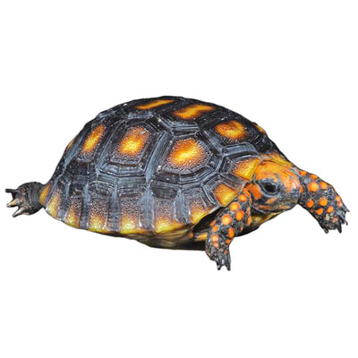 Cherry_Redfoot_Tortoise