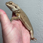 WitblitsBeardedDragonsForSale